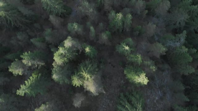 Overhead View of Mountain Pine Forest