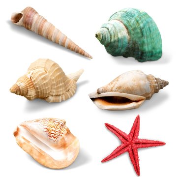 Sea shell on white background