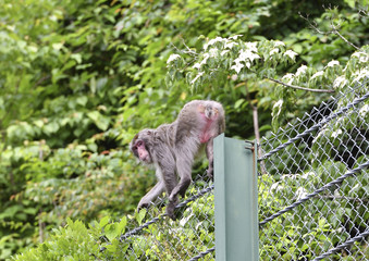 野生のニホンザル