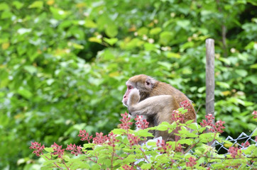 野生のニホンザル
