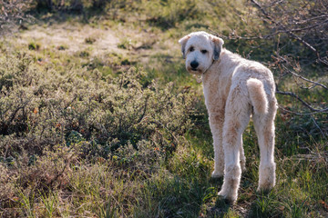 Obraz na płótnie Canvas Fluffy Dog Looking at Camera Standing in a Field