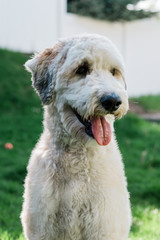 Portrait of a Happy Fluffy Dog in the Backyard