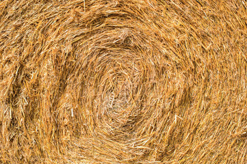 texture of freshly mown hay after harvesting