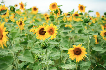 Obraz premium Field of blooming sunflowers on a background of blue sky