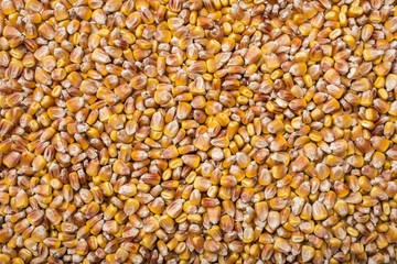mature and ripe dried corn grain for storage and sowing taken off close-up
