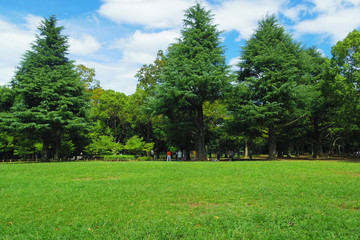東京、緑豊かな代々木公園