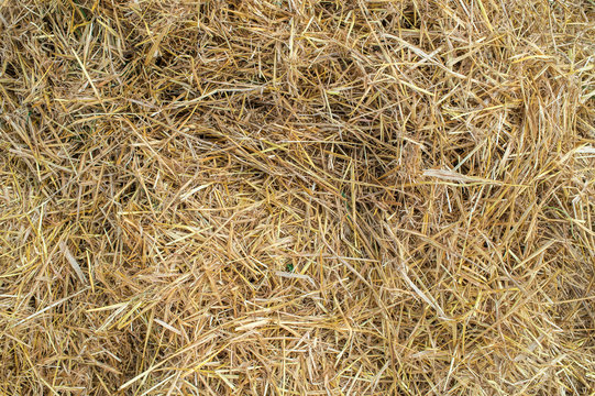 texture of freshly mown hay after harvesting