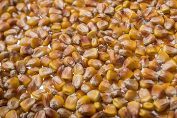 mature and ripe dried corn grain for storage and sowing taken off close-up