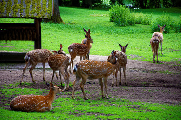 Naklejka na ściany i meble a herd of beautiful and proud deer in the pasture 