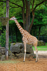 giraffe at the zoo