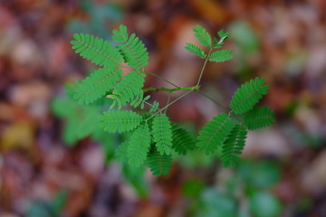 leaves