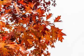 Autumn, Vancouver, BC, Canada.