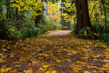 Autumn, Stanley Park , Vancouver, BC, Canada.