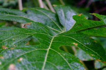 leaf