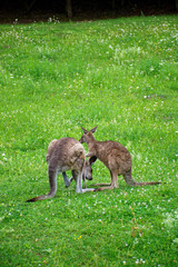 kangaroo in the meadow