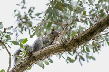 squirrel in a tree looking down