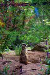 curious meerkat on watch