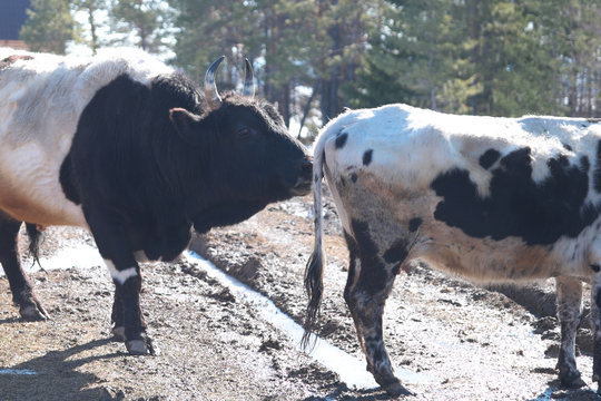 aroused bull