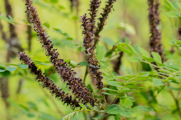 Amorpha shrub
