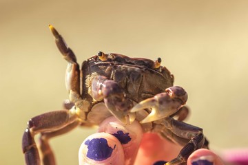 crab on the beach