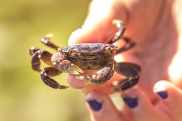 crab in hand 