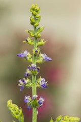 blue flowers on green background