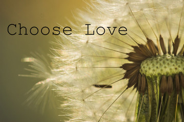 choose love wish