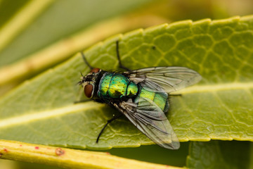 fly
