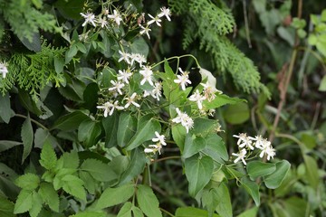 Sweet autumn clematis (Clematis temiflora)