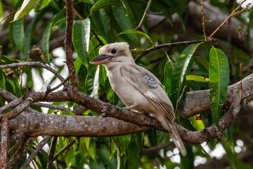 Kookaburra in Mango tree