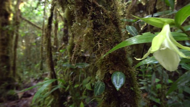Unidentified terrestrial orchid flowering in mossy montane rainforest. At 1500m elevation on a Tepuy (flat topped sandstone mountain), above Rio Nangaritza Valley in the Cordillera del Condor, Ecuador