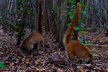 COATÍ