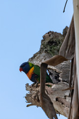 Rainbow Lorikeet in tree