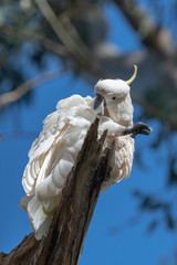Cockatoo in tree