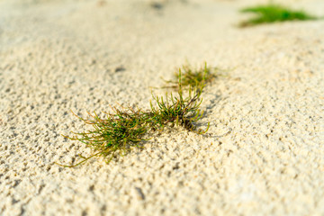 Green plant in the sandy desert. background