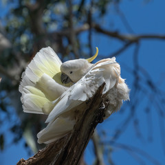 Cockatoo grooming in tree