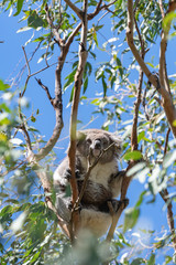 Koala in tree
