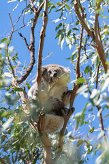 Koala in tree