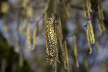 Branches with flowering hazelnut catkins against background of out of focus catkins and pale blue sky - Willamette Valley, Oregon