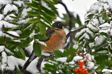 Orange Robin and Red Rowan Berries in Winter