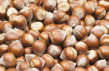 Hazelnuts. heap or stack of hazelnuts. Hazelnut background, healty food