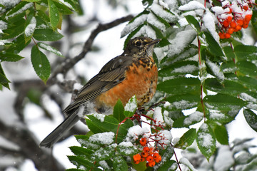 Orange Robin and Red Rowan Berries in Winter