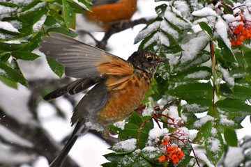 Orange Robin and Red Rowan Berries in Winter