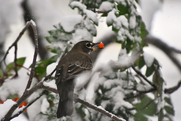 Young Cedar Waxwing Bird in Winter