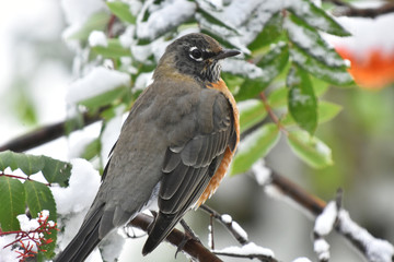 Orange Robin and Red Rowan Berries in Winter