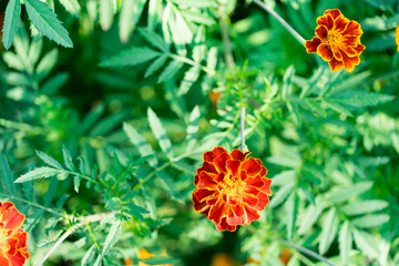 Flowers marigolds photographed close-up. Place for your text.
