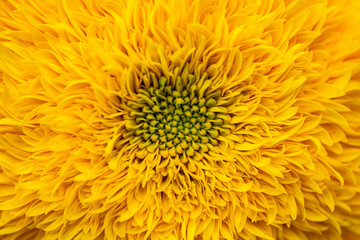 Close up macro sunflower core background yellow