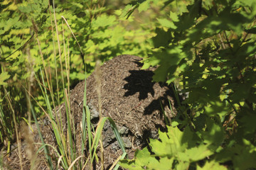 anthill under the maple