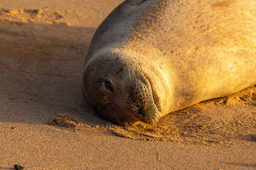Monk Seal resting on Poipu Beach, Kauai