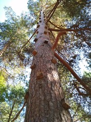 Exerciser for extreme lifting